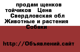 продам щенков тойчиков › Цена ­ 5 000 - Свердловская обл. Животные и растения » Собаки   
